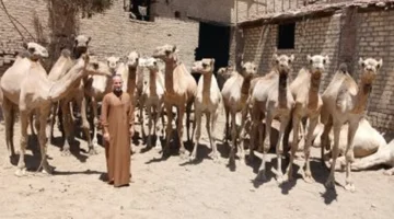 تخفيضات 30% على أسعار الجمال بجمعية الإصلاح الزراعي في الجوسق بالشرقية